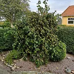 Safine Bed and Breakfast Fåborg