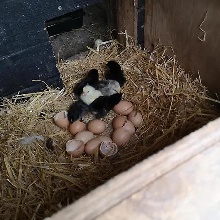 Bed & Breakfast Safine *