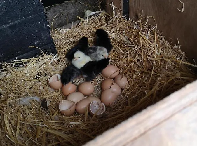 Bed & Breakfast Safine 3*